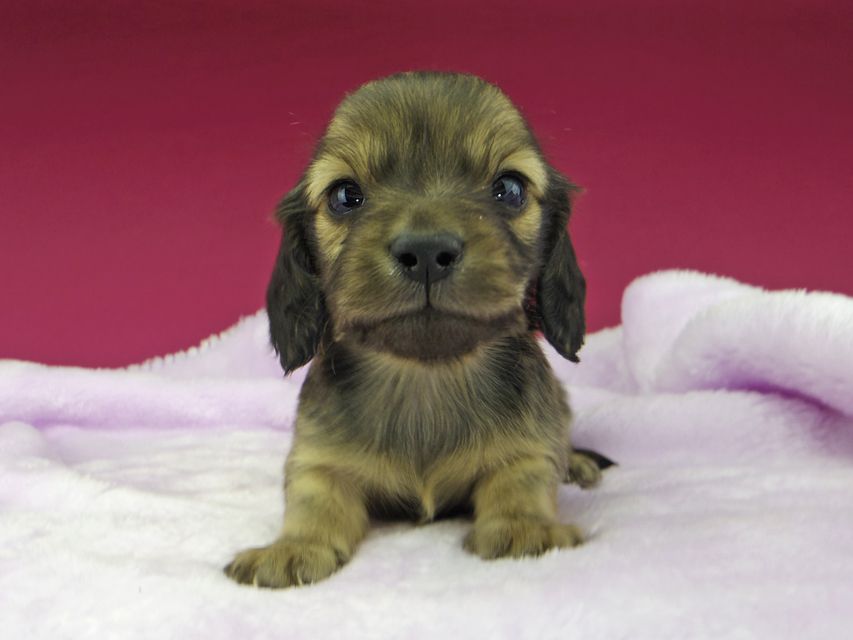 カニンヘンダックスフンド まめ & 竹千代の子犬 イエロー(クリーム) 男の子_IGP2923 (flame_kaz@gek.co.jp) カニンヘンダックスフンド まめ & 竹千代の子犬 イエロー(クリーム) 男の子