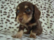 カニヘン　子犬　チョコクリ女の子　愛知県・Ｏ様