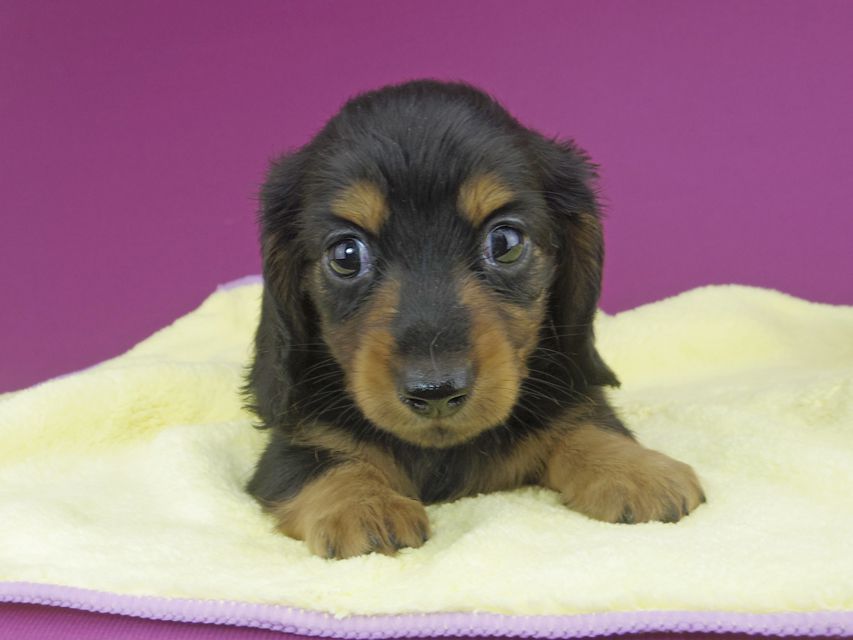 カニンヘンダックスフンド スワン & ジムダンディの子犬 ブラタン 男の子（1）