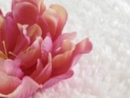 カニンヘン　子犬　ブラクリ女の子