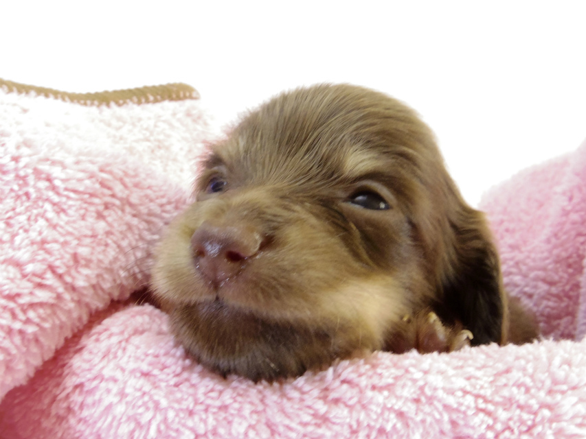 カニンヘン ダックスフンド　チョコクリーム女の子