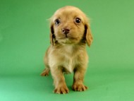 カニンヘン ダックスフンド ゴールド女の子