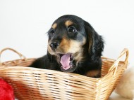 カニヘン　子犬　ブラックタン男の子