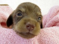 カニンヘン ダックスフンド　チョコクリーム女の子