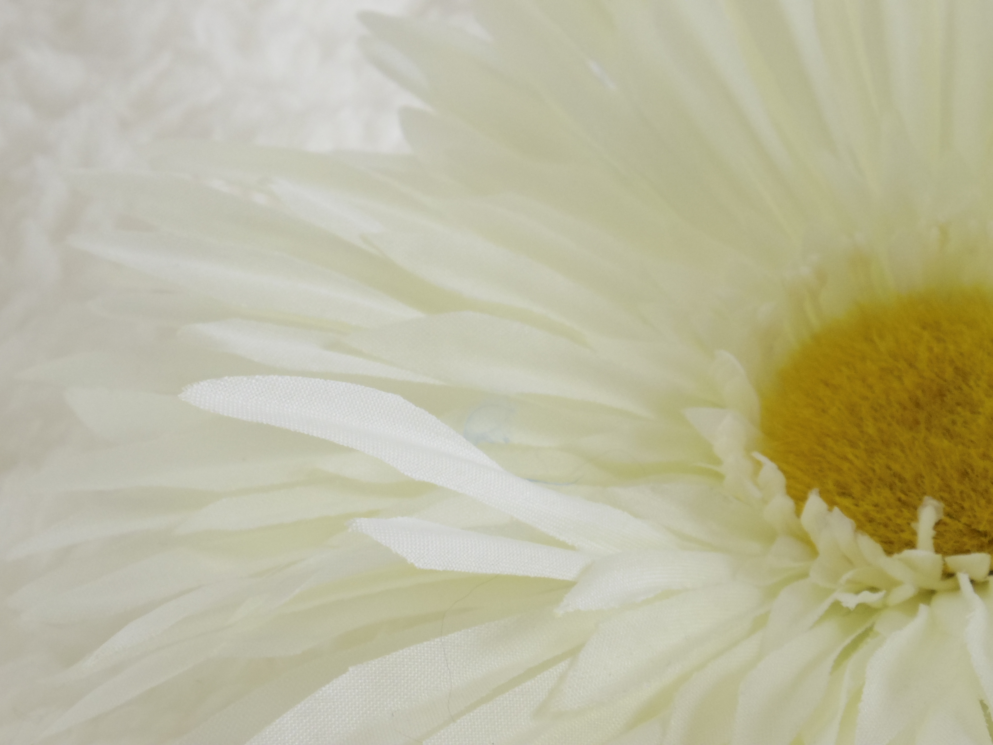 カニンヘンダックス　ピリカ　シルバータンダップル