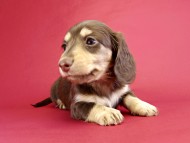 カニヘンダックス　仔犬　チョコ＆クリーム女の子