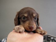 カニヘン子犬　チョコクリ女の子　香川県・Ｔ様