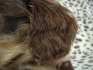 カニヘン　子犬　チョコクリ女の子　愛知県・Ｏ様