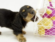 カニンヘンダックス　子犬　ブラックタン男の子