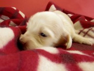 カニヘンダックス　仔犬　ピュアクリーム女の子