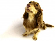 カニンヘンダックス チョコ&クリーム女の子 パッピーベル カニンヘンダックス チョコ&クリーム女の子 パッピーベル