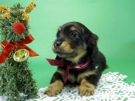 カニンヘンダックス　子犬　ブラックタン女の子