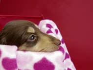 カニヘンダックス　仔犬　チョコ＆クリーム女の子