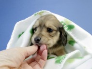 カニンヘン ダックスフンド 子犬 シェーデットクリーム 男の子