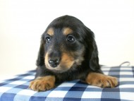 カニヘン　子犬　ブラタン男の子