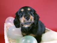 カニヘン　子犬　ブラタン男の子