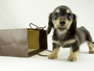 カニヘンダックス　子犬　ブラッククリーム　女の子