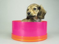 カニンヘンダックスフンド クリーム 子犬 女の子♪ カニンヘンダックスフンド クリーム 子犬 女の子♪