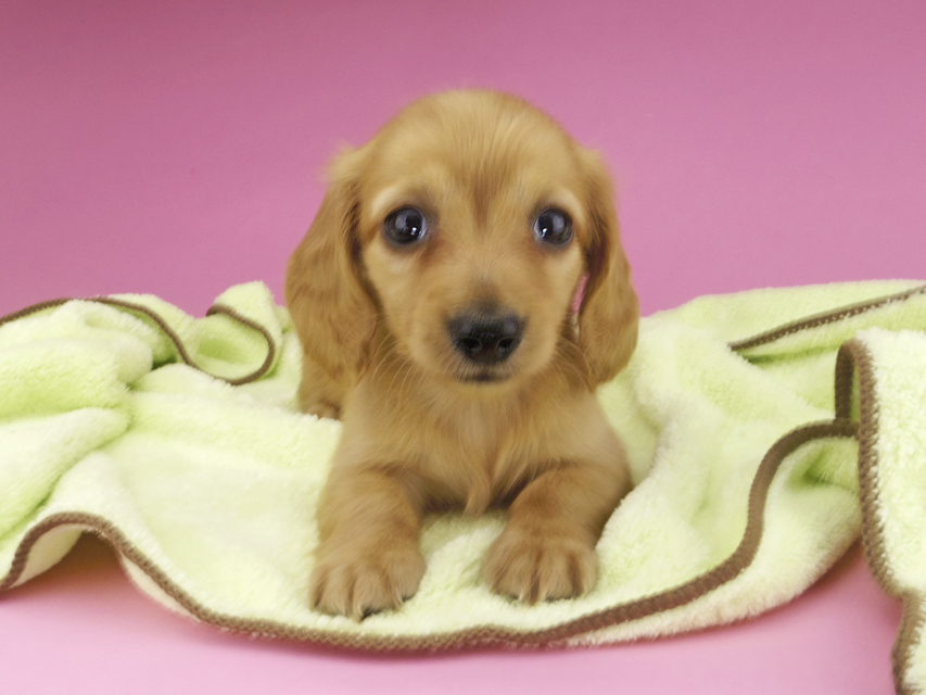 カニンヘンダックスフンド リコ & 竹千代の子犬 イエロー（クリーム） 女の子