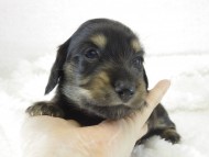 カニヘン　子犬　ブラクリ男の子