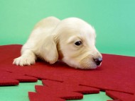 カニンヘンダックス　子犬　クリーム女の子