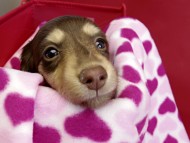 カニヘンダックス　仔犬　チョコ＆クリーム女の子