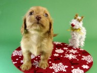 カニンヘン ダックスフンド ゴールド女の子 カニンヘン ダックスフンド ゴールド女の子