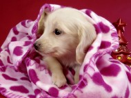 カニヘン ダックスフンド 子犬 ピュアクリーム女の子 カニヘン ダックスフンド 子犬 ピュアクリーム女の子