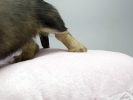 カニンヘン ダックスフンド 子犬 シェーデットクリーム 女の子