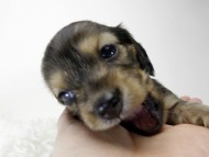 カニンヘン ダックスフンド 子犬 シェーデットクリーム 女の子