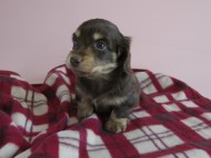 カニヘン 子犬 チョコクリ 女の子 カニヘン 子犬 チョコクリ 女の子