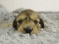 ミニチュワ　子犬　Ｓクリーム女の子