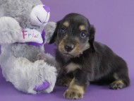 カニンヘン　子犬　ブラッククリーム男の子