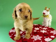 カニンヘン ダックスフンド ゴールド女の子