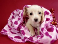 カニヘン ダックスフンド 子犬 ピュアクリーム女の子 カニヘン ダックスフンド 子犬 ピュアクリーム女の子