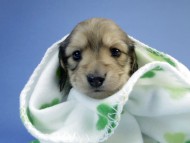 カニンヘン ダックスフンド 子犬 シェーデットクリーム 男の子