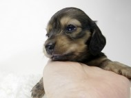 カニンヘン ダックスフンド 子犬 シェーデットクリーム 女の子