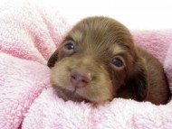 カニンヘン ダックスフンド　チョコクリーム女の子