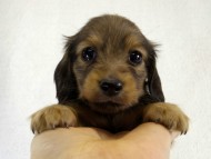 カニヘン 仔犬 シェーデットクリーム女の子 カニヘン 仔犬 シェーデットクリーム女の子