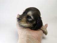 カニンヘン ダックスフンド 子犬 シェーデットクリーム 女の子