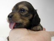カニンヘン ダックスフンド 子犬 シェーデットクリーム 女の子 カニンヘン ダックスフンド 子犬 シェーデットクリーム 女の子