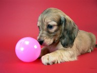 カニヘン 子犬 シェーデットクリーム女の子 カニヘン 子犬 シェーデットクリーム女の子