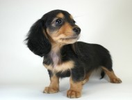 カニヘン　子犬　ブラタン女の子