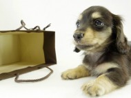 カニヘンダックス　子犬　ブラッククリーム　女の子