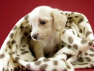 カニンヘン ダックスフンド ピュアクリーム女の子