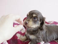 カニヘン 子犬 チョコクリ 女の子 カニヘン 子犬 チョコクリ 女の子