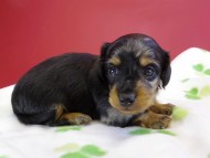 カニンヘンダックス 仔犬 シルバータンダップル男の子 カニンヘンダックス 仔犬 シルバータンダップル男の子