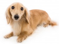 tn03ハニー_J9A1769