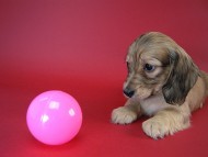 カニヘン　子犬　シェーデットクリーム女の子