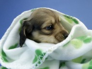 カニンヘン ダックスフンド 子犬 シェーデットクリーム 男の子